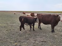 雌牛, Simmental cattle — 写真 2