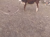 Boğa, Simmental cattle — foto 1