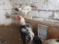 Chickens — zdjęcie 2