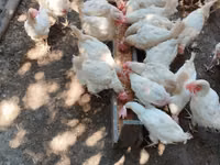 Chickens — Foto 2