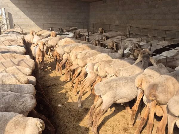 பெண் ஆடு, Arashan sheep