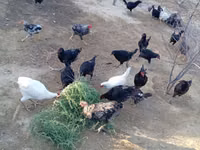 Chickens — foto 5