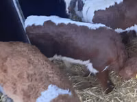 Toro, Simmental cattle — foto 3
