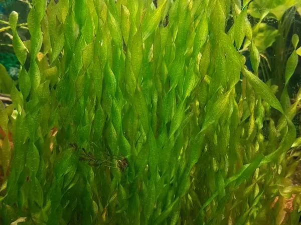Վալիսներիա կրիպտակարինա