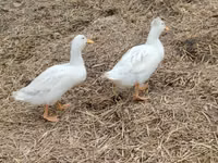 Německý pekin — foto 2