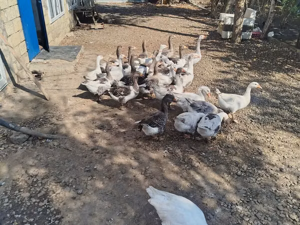 Geese