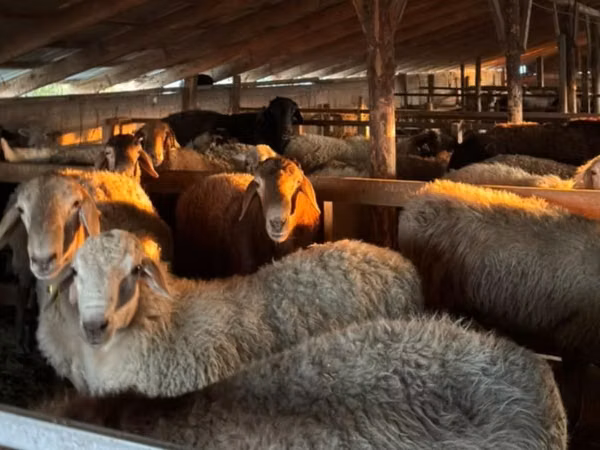 绵羊（批次，未指定性别）, Sheep