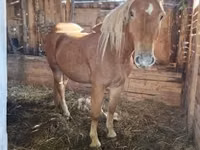 母马, Horses — 照片 2