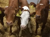 मवेशी (लॉट, लिंग निर्दिष्ट नहीं), Simmental cattle — फ़ोटो 2