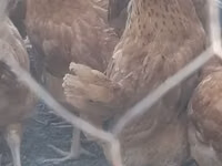 Chickens — foto 3