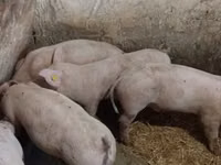 Knur, Świnie — zdjęcie 3