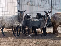 Sheep, Romanov sheep — photo 1