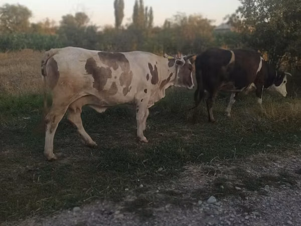 Krava, Skot