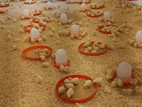Chickens — Foto 2