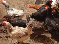 Chickens — 写真 6
