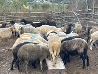Brebis, Moutons — photo 3