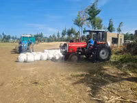 Full Corn Silage — फ़ोटो 3
