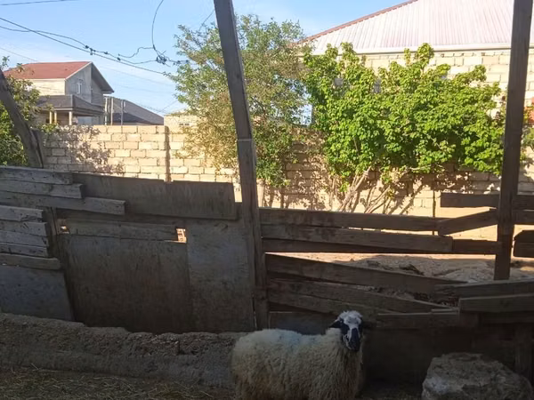 Beran, Ovce