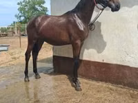 Koń, Nonius horse — zdjęcie 3