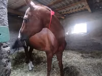 حصان, Akhal-Teke — الصورة 6