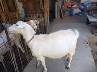 Koza, Saanen goat — zdjęcie 8