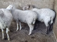 பெண் ஆடு, Merino sheep — புகைப்படம் 5