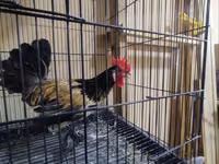 Japanisches Bantam — Foto 8