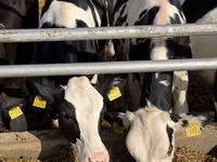 Krava, Russian Black pied cattle — foto 6