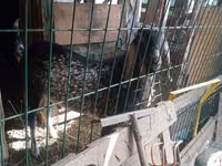 Koza, Nubian Goat — foto 3