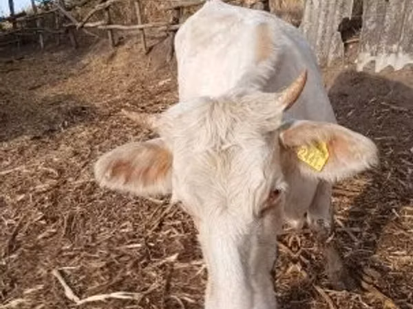 गाय, Charolais cattle