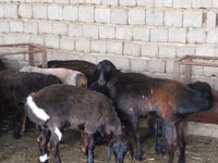 பெண் ஆடு, ஆடுகள் — புகைப்படம் 2