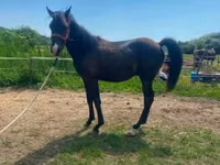 குதிரை, Hucul pony — புகைப்படம் 5