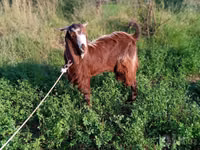 Dişi keçi, Beetal goats — foto 3