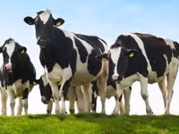 Закупаем КРС на убой — 写真 2