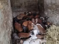 Owca, Cameroon sheep — zdjęcie 3