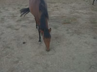 Yegua, Caballos — foto 2