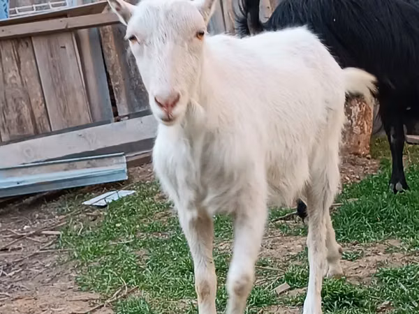 ஆண் வெள்ளாடு, Saanen goat