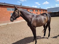 Hengst, Akhal-Teke — Foto 8