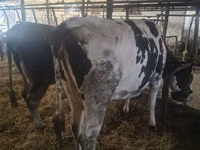 İnək, Russian Black pied cattle — foto 2
