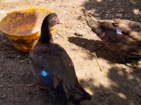 Ducks — الصورة 5