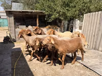 Qoyun, Baerchuke sheep — foto 1