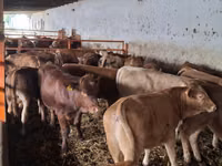 Bulle, Simmental cattle — Foto 4