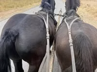 Айғыр, Lipizzaner — 3-сурет