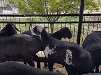 كبش, Rhon sheep — الصورة 1