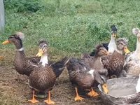 Ducks — foto 2