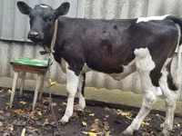 Сиыр, Russian Black pied cattle — 1-сурет
