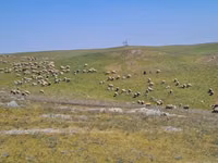 பெண் ஆடு, Merino sheep — புகைப்படம் 1