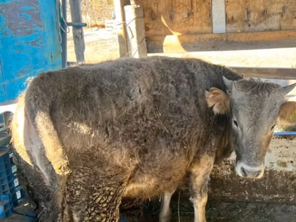 公牛, Swiss cattle