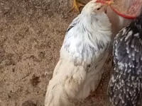 Chickens — الصورة 4