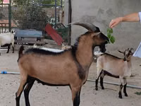 ஆண் வெள்ளாடு, Alpine goat — புகைப்படம் 1